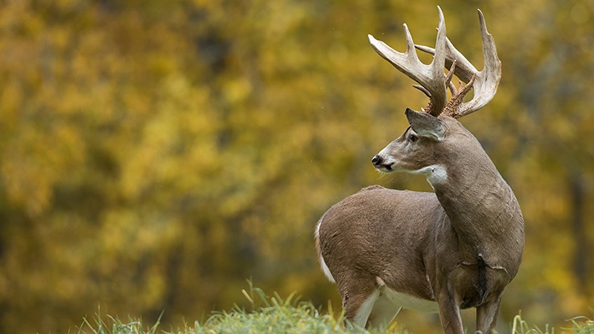 Top 10 States for Monster Whitetails